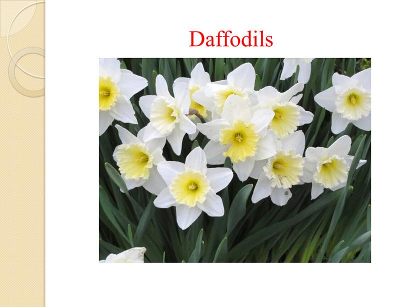 Daffodils