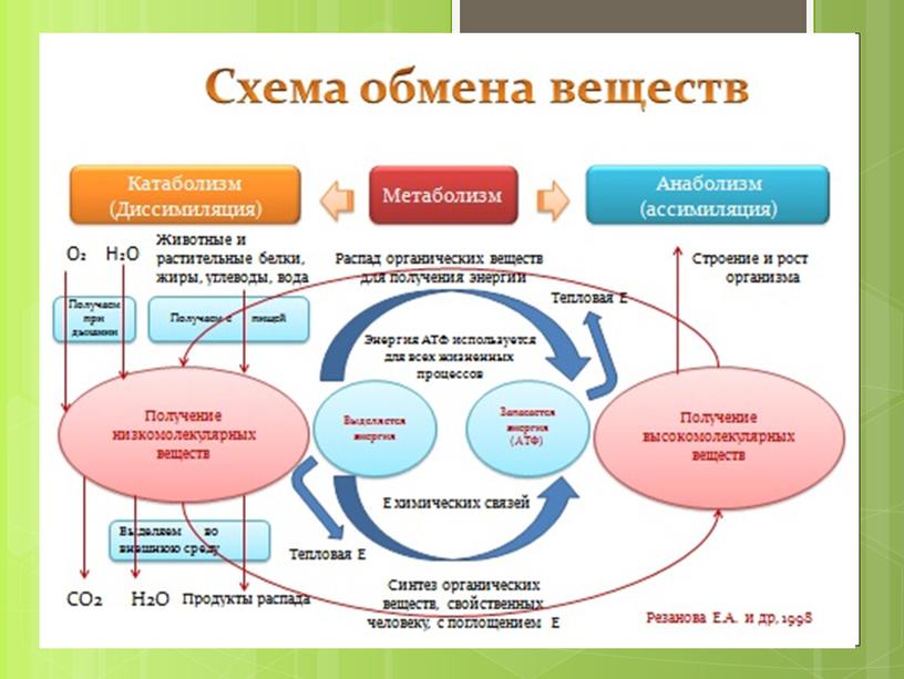 Презентация к уроку в 10 кл по теме "Обмен веществ или метаболизм"