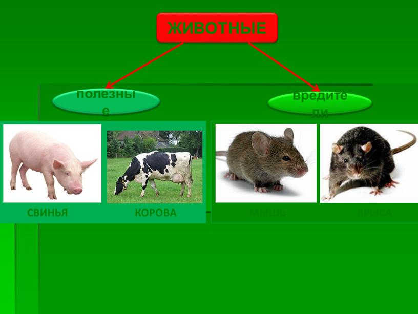 СВИНЬЯ КОРОВА МЫШЬ КРЫСА ЖИВОТНЫЕ полезные вредители