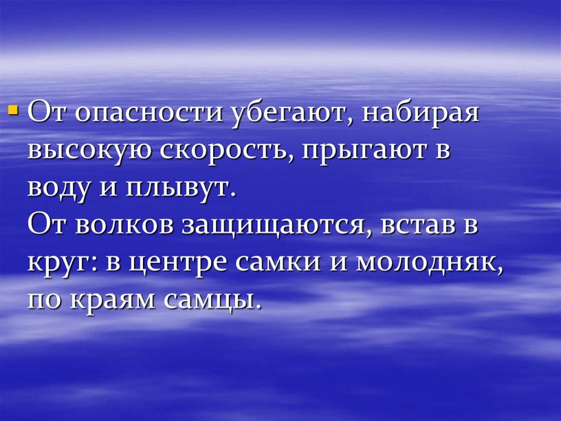 От опасности убегают, набирая высокую скорость, прыгают в воду и плывут