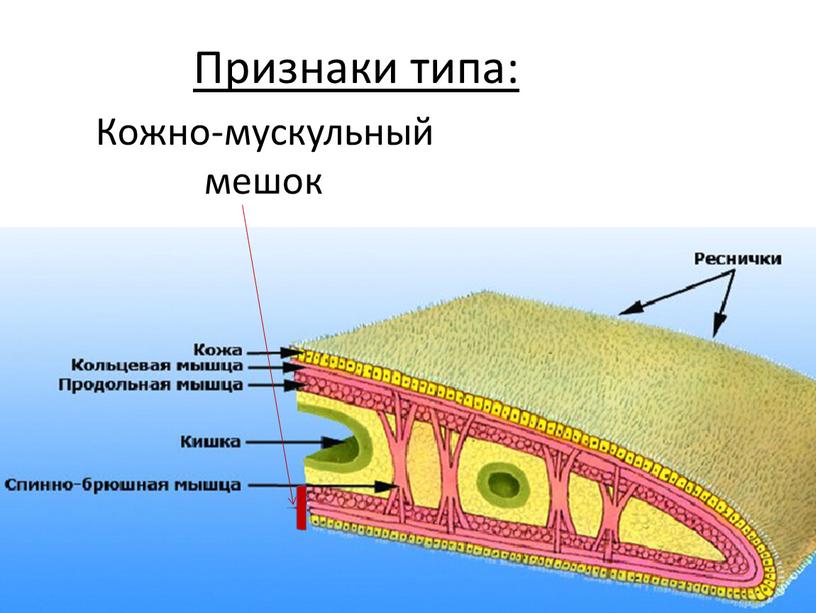 Признаки типа: Кожно-мускульный мешок