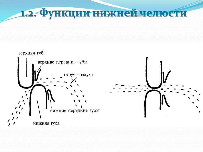 1.2. Функции нижней челюсти