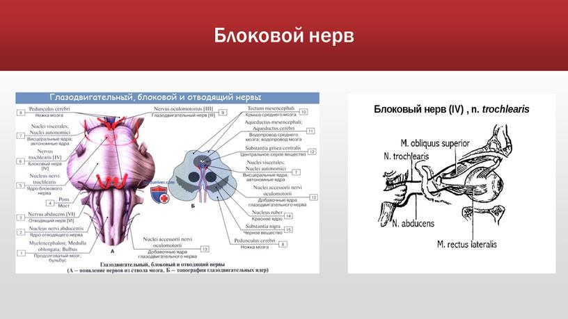 Блоковой нерв