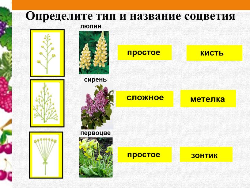 Определите тип и название соцветия люпин сирень первоцвет