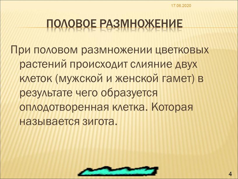 Половое размножение При половом размножении цветковых растений происходит слияние двух клеток (мужской и женской гамет) в результате чего образуется оплодотворенная клетка