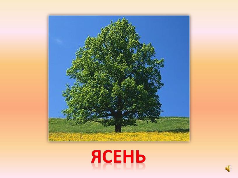 ясень