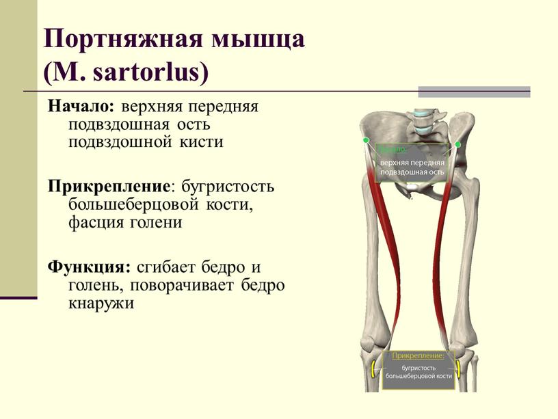 Портняжная мышца (М. sartorlus)