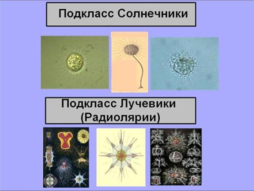 Презентация по биологии 7 класс "Общая характеристика простейших"