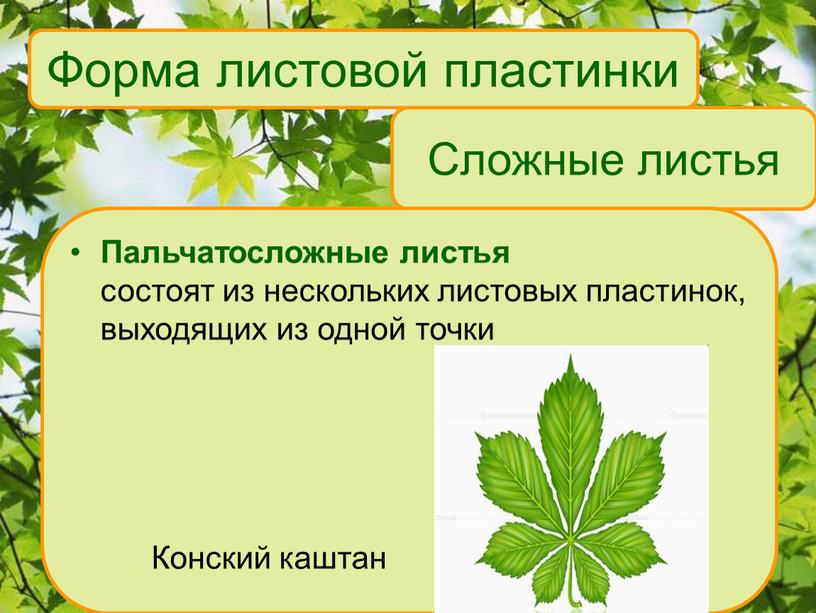 Сложные листья Пальчатосложные листья состоят из нескольких листовых пластинок, выходящих из одной точки