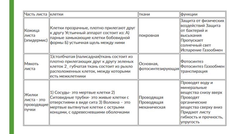 Гистологическое описание листьев однодольных