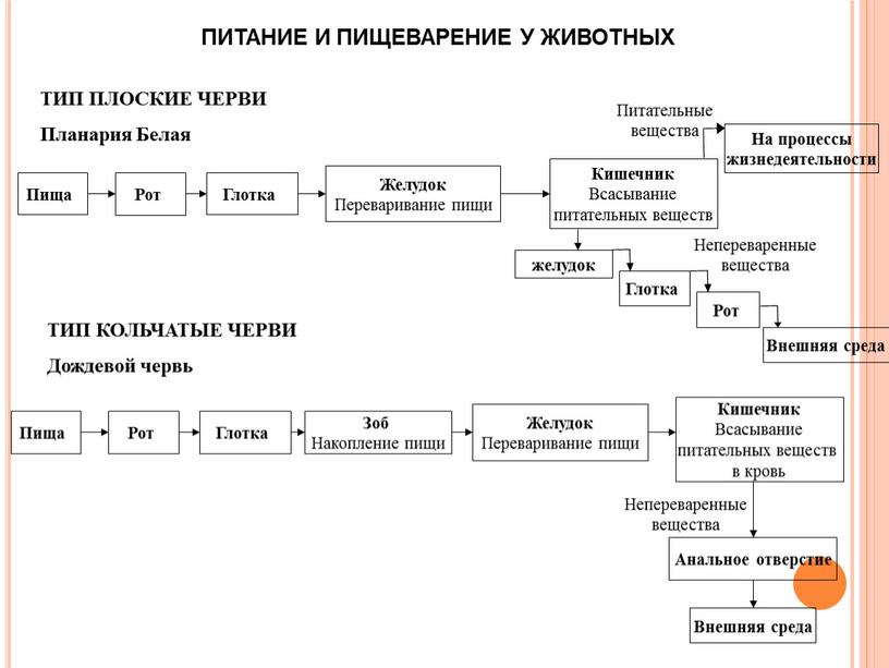 ПИТАНИЕ И ПИЩЕВАРЕНИЕ У ЖИВОТНЫХ