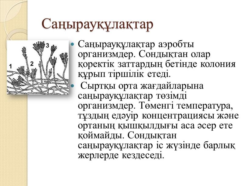 Саңырауқұлақтар Саңырауқұлақтар аэробты организмдер