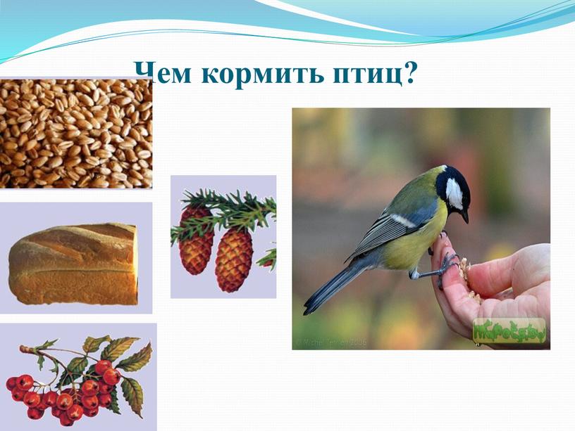 Чем кормить птиц? .