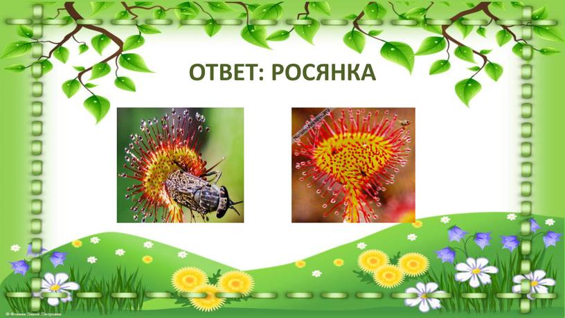 ОТВЕТ: РОСЯНКА