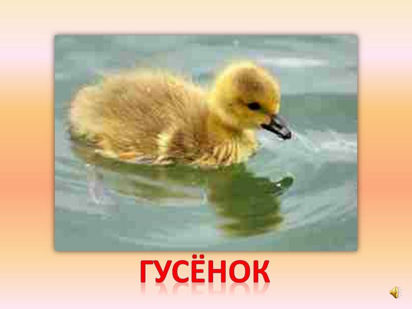 гусёнок