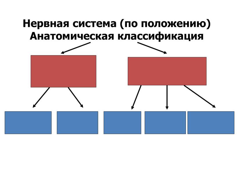 Нервная система (по положению)