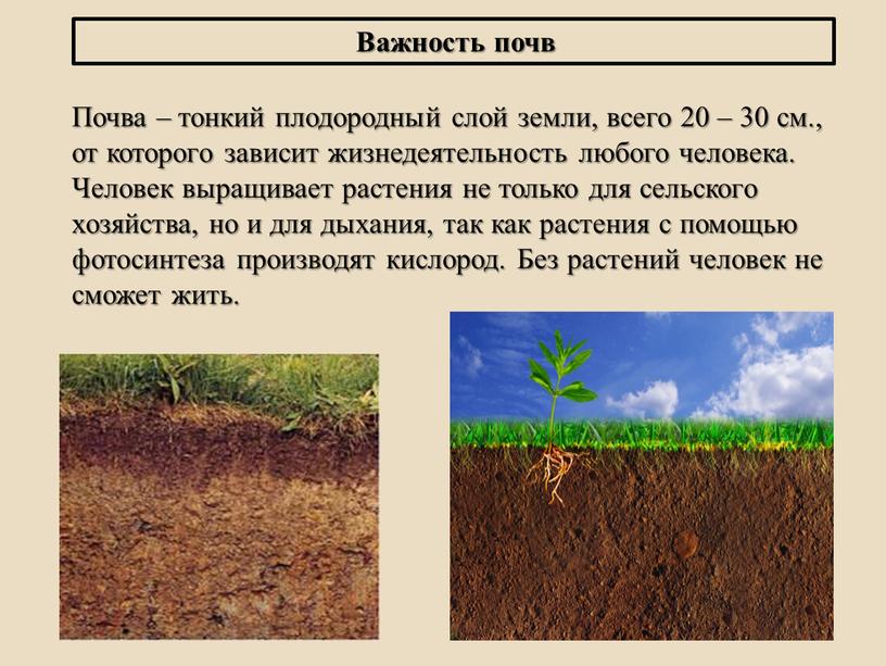 Важность почв Почва – тонкий плодородный слой земли, всего 20 – 30 см