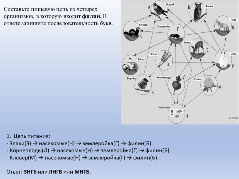 Составьте пищевую цепь из четырех организмов, в которую входит филин