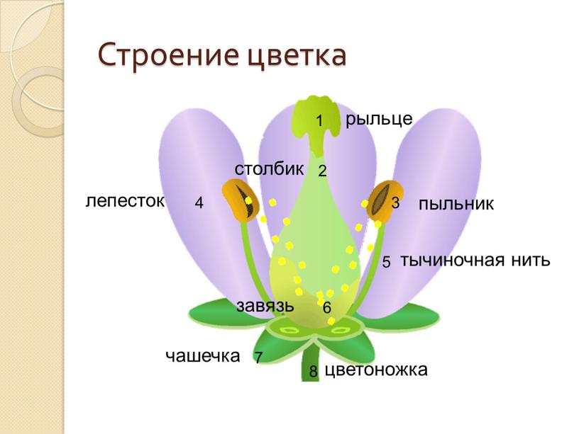 Покажите стрелками и подпишите на рисунке тычиночную нить