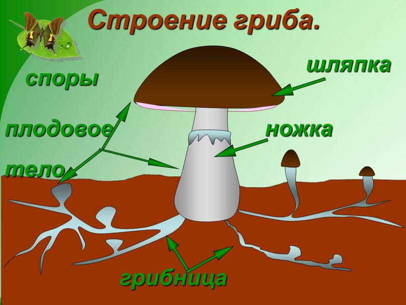 шляпка грибница плодовое тело ножка Строение гриба. споры