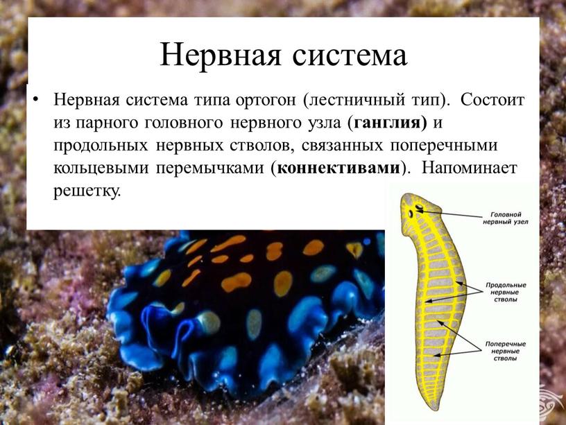 Нервная система Нервная система типа ортогон (лестничный тип)