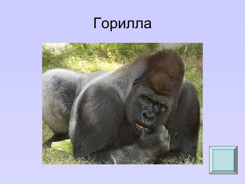 Горилла