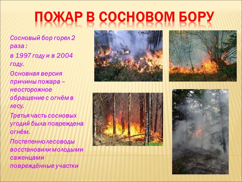 Пожар в сосновом бору Сосновый бор горел 2 раза : в 1997 году и в 2004 году