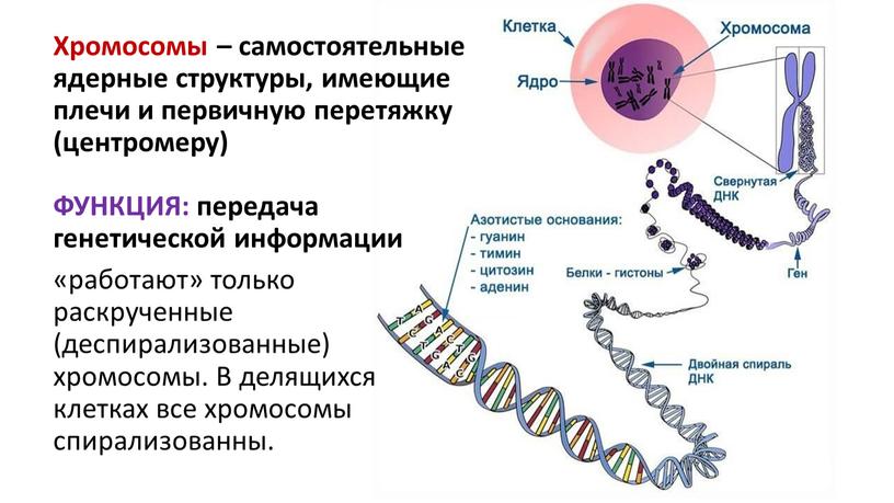 Хромосомы – самостоятельные ядерные структуры, имеющие плечи и первичную перетяжку (центромеру)