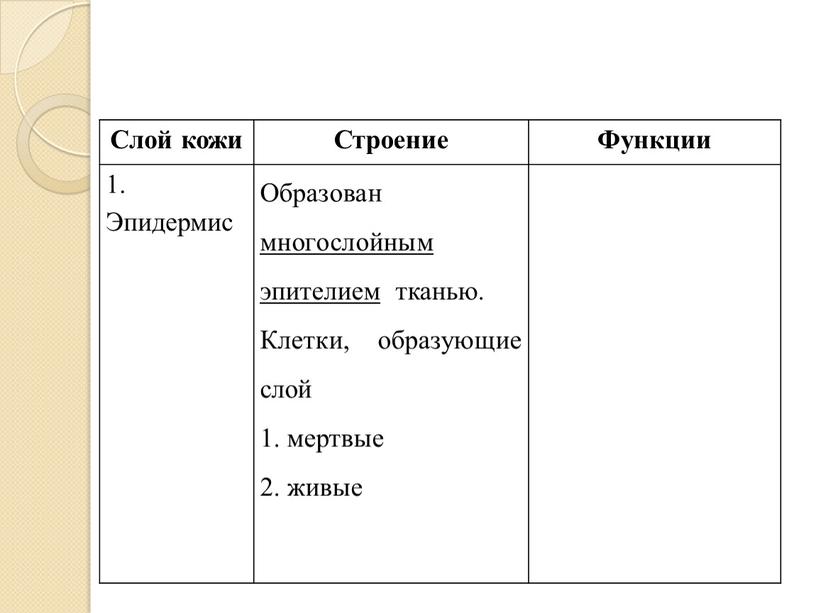 Слой кожи Строение Функции 1. Эпидермис