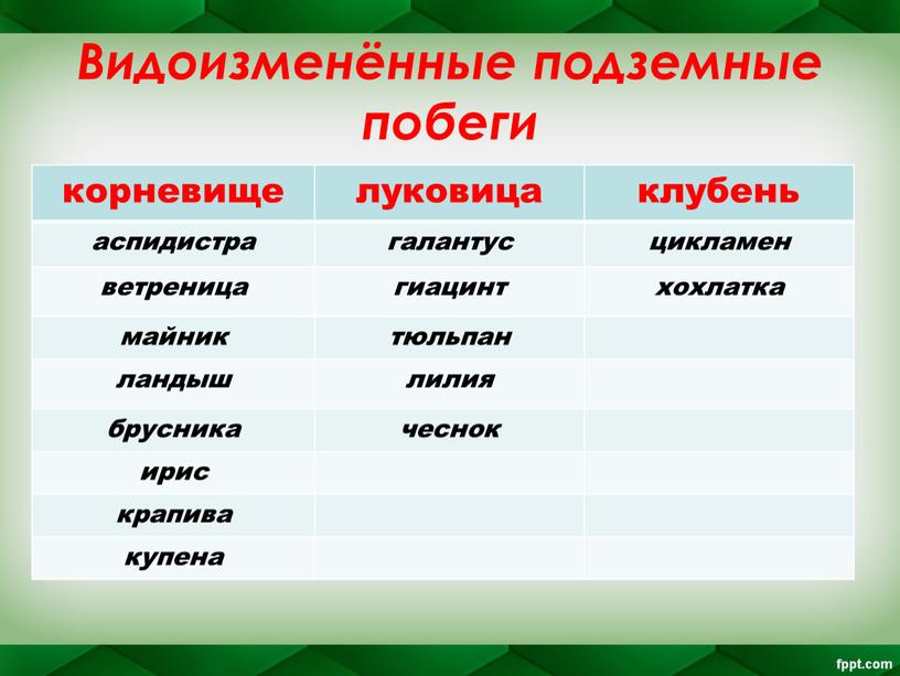 Видоизменённые подземные побеги корневище луковица клубень аспидистра галантус цикламен ветреница гиацинт хохлатка майник тюльпан ландыш лилия брусника чеснок ирис крапива купена