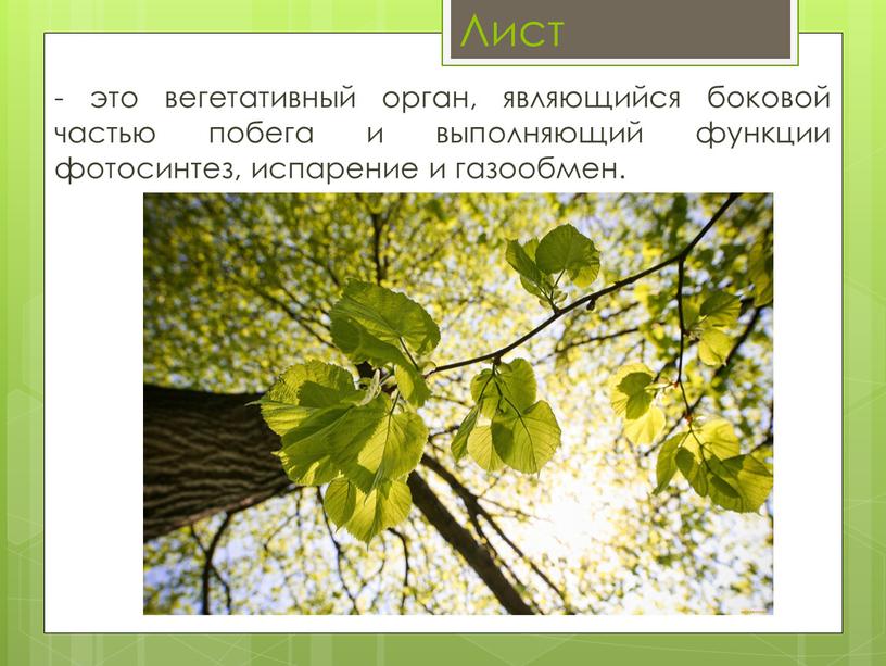 Лист - это вегетативный орган, являющийся боковой частью побега и выполняющий функции фотосинтез, испарение и газообмен