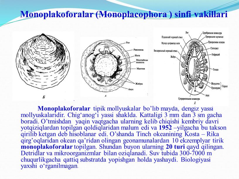 Monoplakoforalar (Monoplacophora ) sinfi vakillari