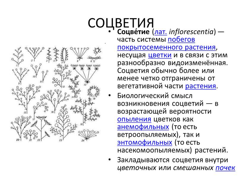 СОЦВЕТИЯ Соцве́тие (лат. inflorescentia ) — часть системы побегов покрытосеменного растения, несущая цветки и в связи с этим разнообразно видоизменённая