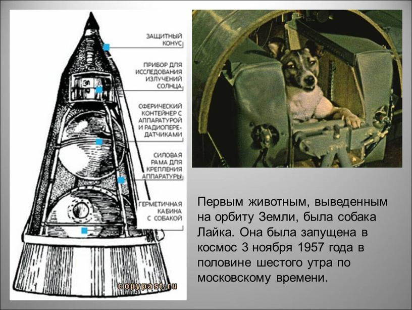 Первым животным, выведенным на орбиту