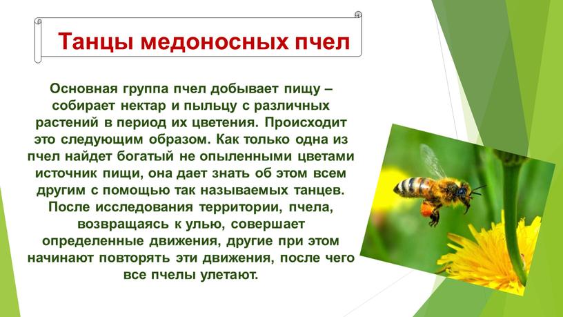 Танцы медоносных пчел Основная группа пчел добывает пищу – собирает нектар и пыльцу с различных растений в период их цветения