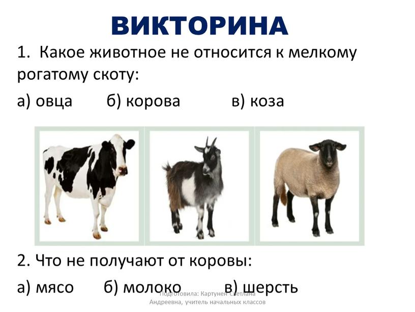 ВИКТОРИНА 1. Какое животное не относится к мелкому рогатому скоту: а) овца б) корова в) коза 2