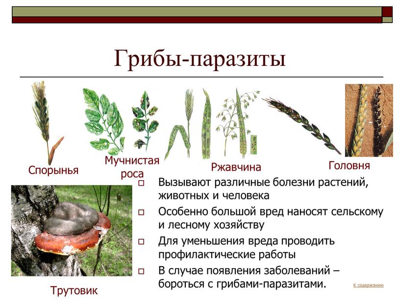 Грибы-паразиты Вызывают различные болезни растений, животных и человека