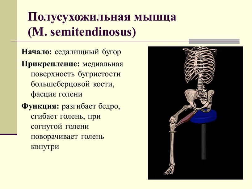 Полусухожильная мышца (М. semitendinosus)