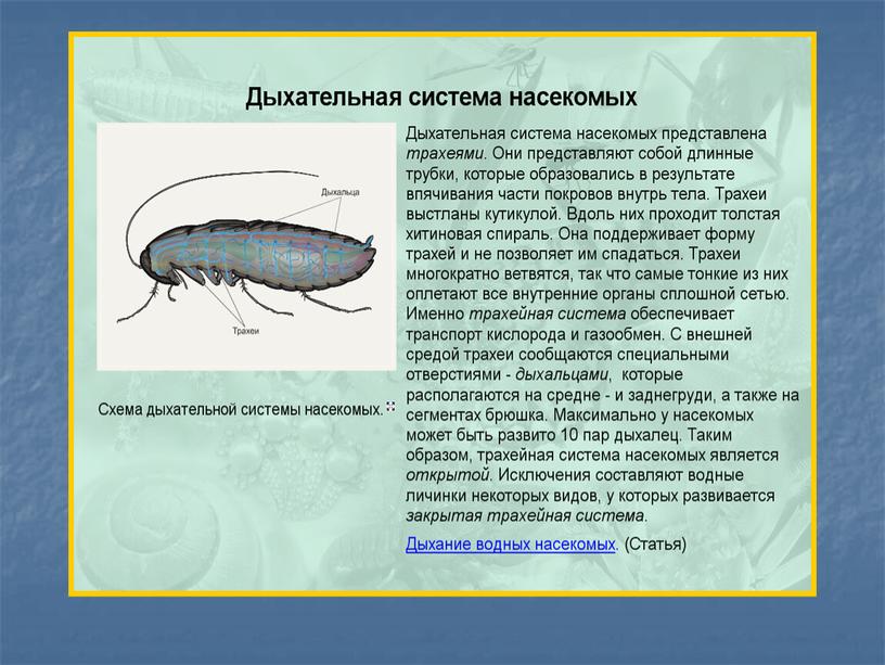 Презентация к уроку "Органы дыхания и газообмен"