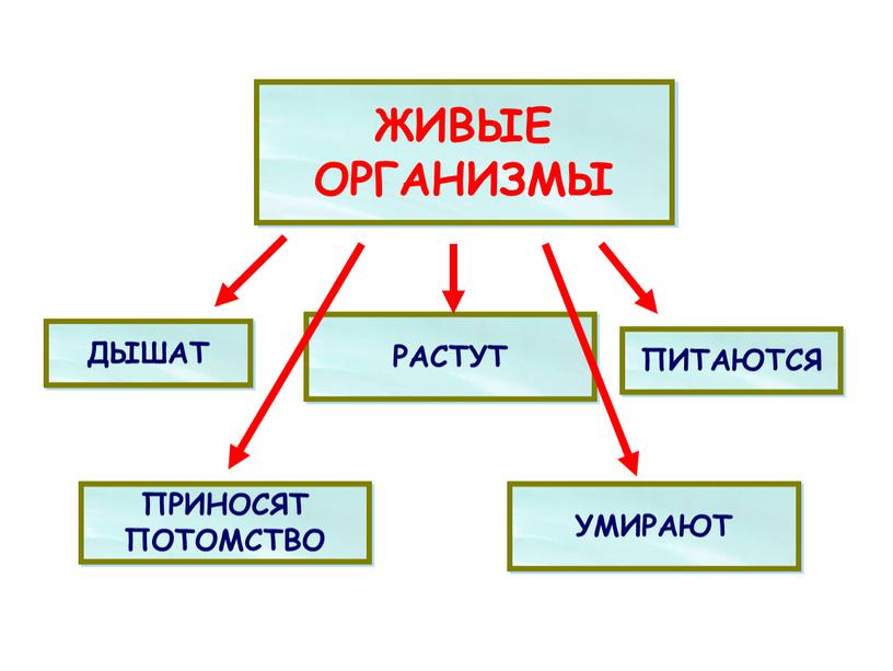 ЖИВЫЕ ОРГАНИЗМЫ ДЫШАТ РАСТУТ ПИТАЮТСЯ