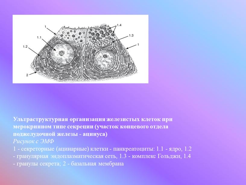 Ультраструктурная организация железистых клеток при мерокринном типе секреции (участок концевого отдела поджелудочной железы - ацинуса)
