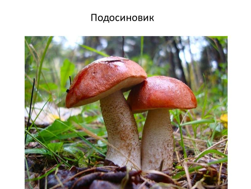 Подосиновик