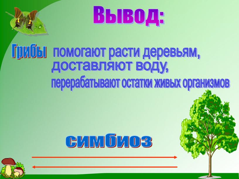 Вывод: Грибы помогают расти деревьям, доставляют воду, перерабатывают остатки живых организмов симбиоз