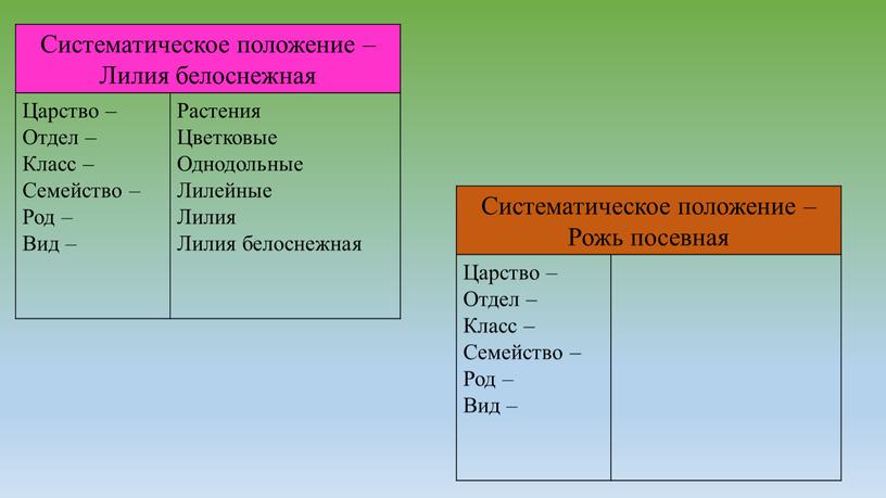 Систематическое положение – Лилия белоснежная