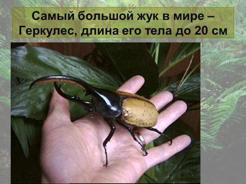 Самый большой жук в мире – Геркулес, длина его тела до 20 см