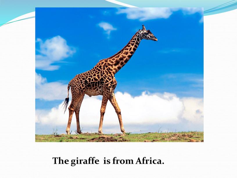 The giraffe is from Africa.