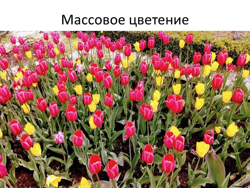 Массовое цветение