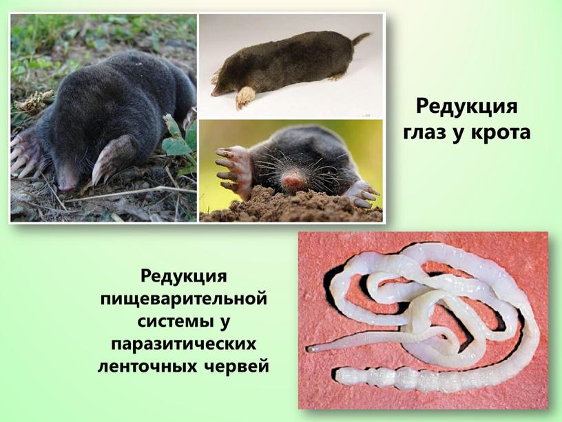 Редукция пищеварительной системы у паразитических ленточных червей