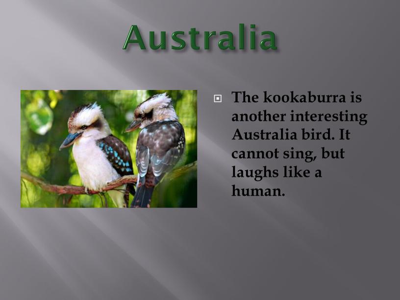 Australia The kookaburra is another interesting