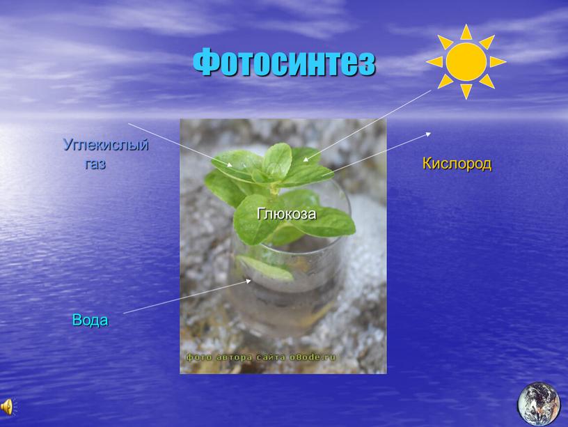 Фотосинтез Вода Углекислый газ